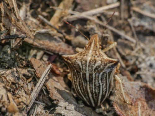 Ancyrosoma leucogrammes